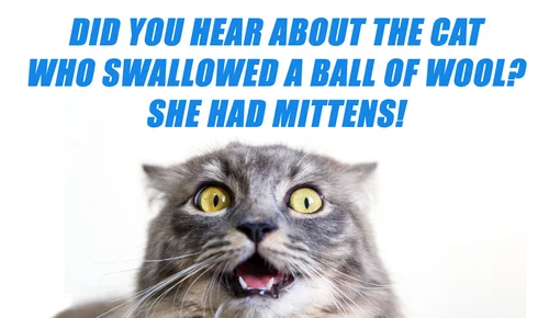 Funny cat hotsell and dog jokes